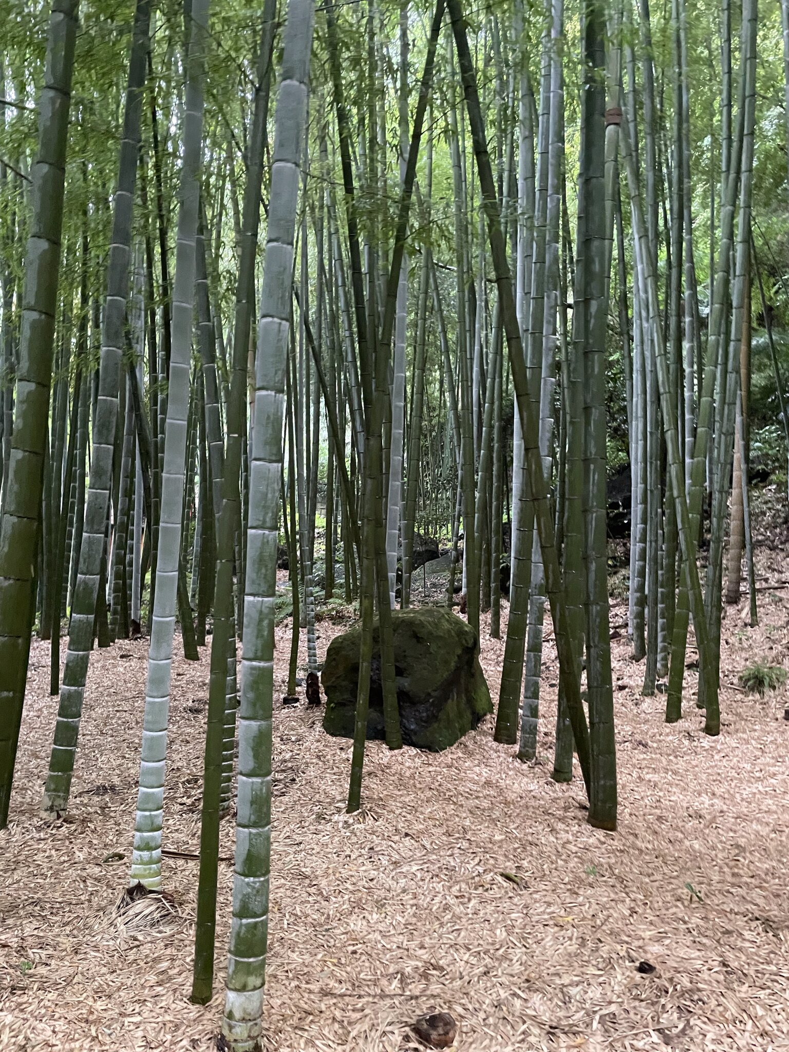 報国寺竹林