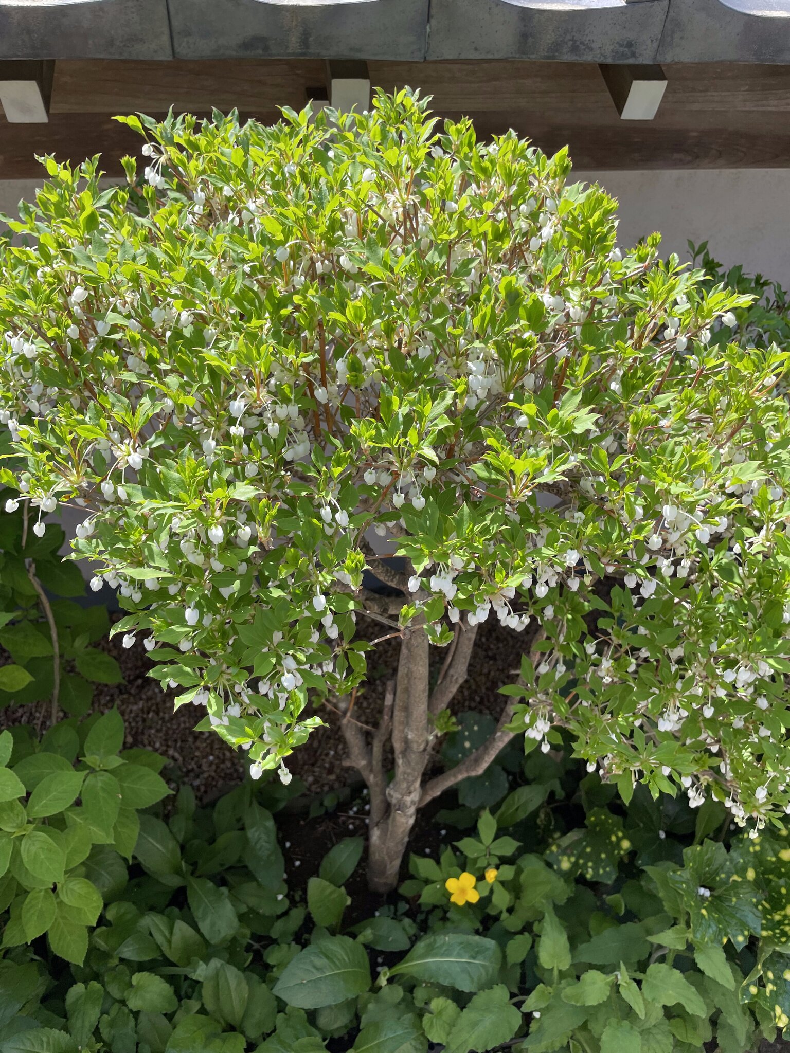 円覚寺に咲く花