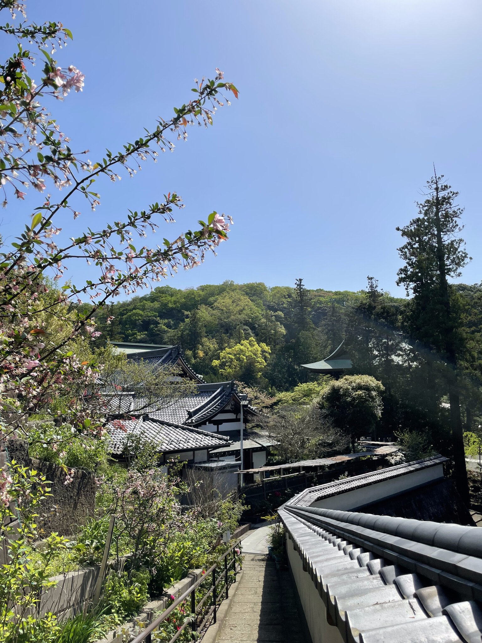 円覚寺境内の春の花