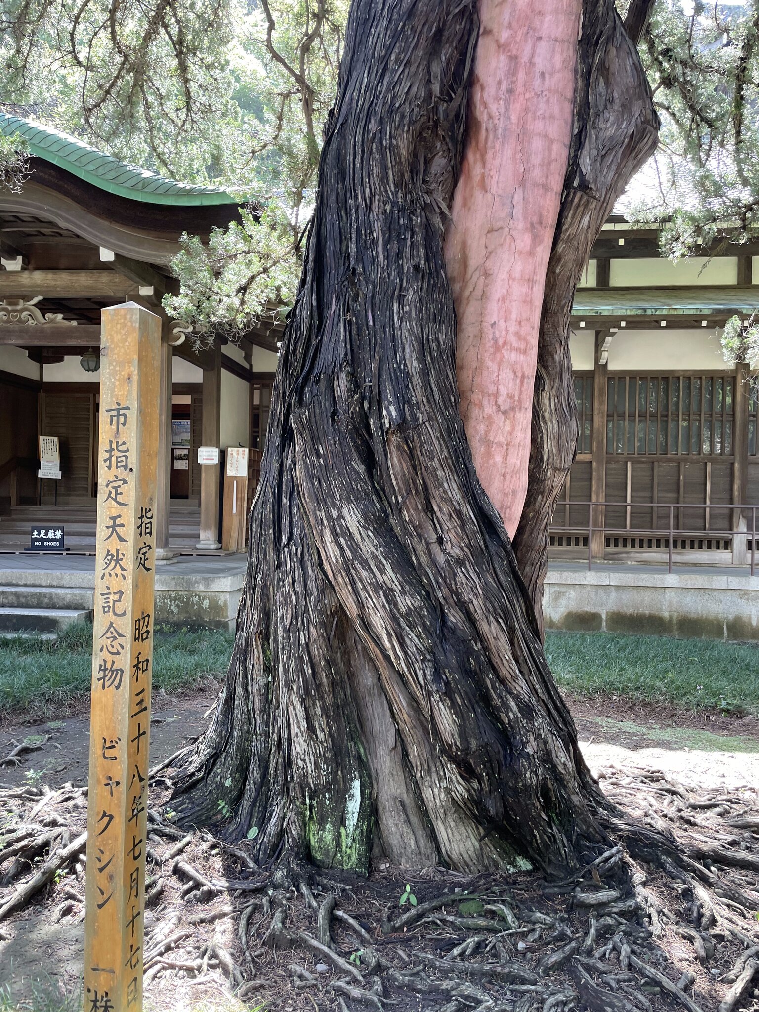 建長寺のビャクシンの古木
